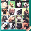 Bulldog enciklopédia - Bővített, III. kiadás