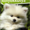 1x1 Kölyökkutya