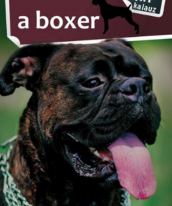 Alternative view of A boxer