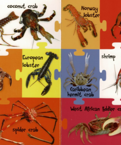 Alternative view of My First 100 Words - Sea Animals