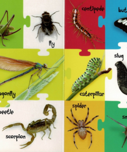 Alternative view of My First 100 Words - Farm and Field Animals