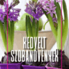 Kedvelt szobanövények