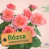 Rózsa mindentudó - 99 lényegretörő válasz